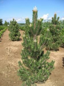 A row of young Pinus 'Kotobuki' Pine 8" Pot is planted in a field on a clear, sunny day. The trees have vibrant green needles and are spaced evenly in the soil, each thriving as if they were in an 8" pot.