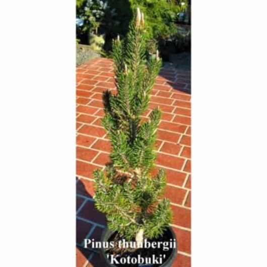 A small Pinus 'Kotobuki' Pine 8" Pot, placed on red brick pavers with foliage in the background.