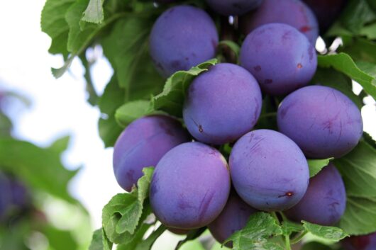 A cluster of ripe, purple Prunus 'Angelina Burdett' Plum 10" Pot from the Prunus family hangs delicately from a tree branch adorned with lush green leaves.