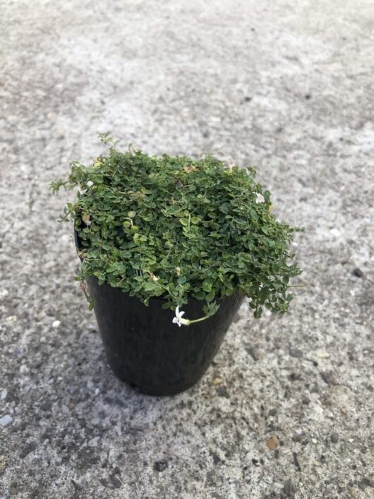 A small potted Pratia 'White Star Creeper' 3" Pot with dense, green foliage and a single white flower sits on a concrete surface, nestled in a 3" pot.