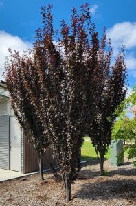 Prunus cerasifera nigra fastigiata Upright Purple Ornamental Plum Tree with deep purple black leaves in park flowering plum tree