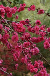 Branches of a Prunus persica 'Crimson Cascade' Weeping Peach 1.8m Standard 13" Pot are covered with vibrant pink flowers, set against a blurred green and red background.