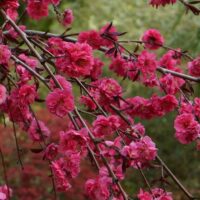Branches of a Prunus persica 'Crimson Cascade' Weeping Peach 1.8m Standard 13" Pot are covered with vibrant pink flowers, set against a blurred green and red background.