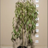 An indoor potted Prunus persica 'Crimson Cascade' Weeping Peach 1.8m Standard 13" Pot with drooping leaves is placed against a beige wall, featuring height measurements from ground level to 2 meters. The plant stands approximately 1.75 meters tall.