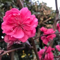 A Prunus persica 'Crimson Cascade' Weeping Peach Pot with a hot pink flower.