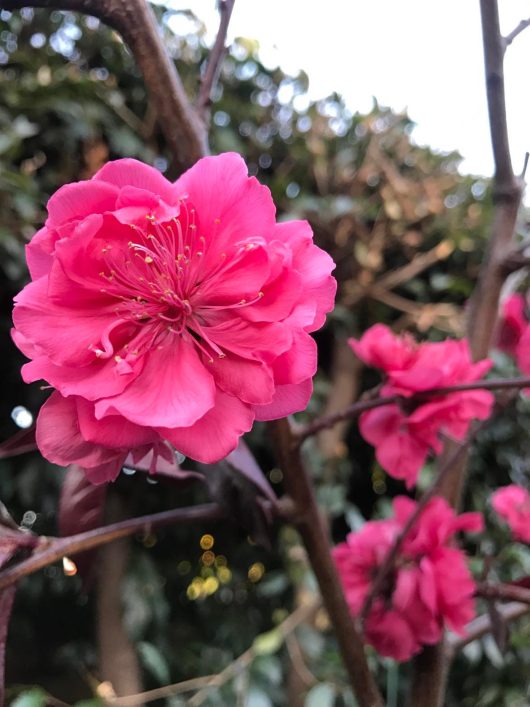 A Prunus persica 'Crimson Cascade' Weeping Peach Pot with a hot pink flower.