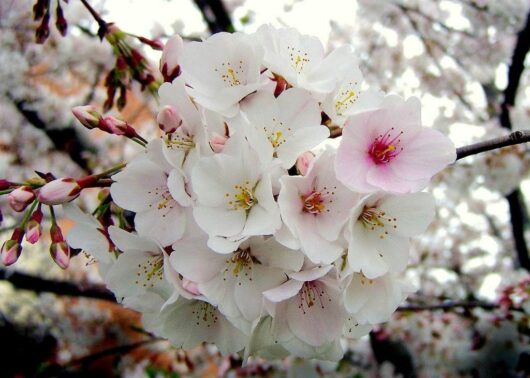 A cluster of white cherry blossoms with pink centers in full bloom, surrounded by a few partially opened buds on a Prunus x yedoensis 'Yoshino Cherry Tree' branch.