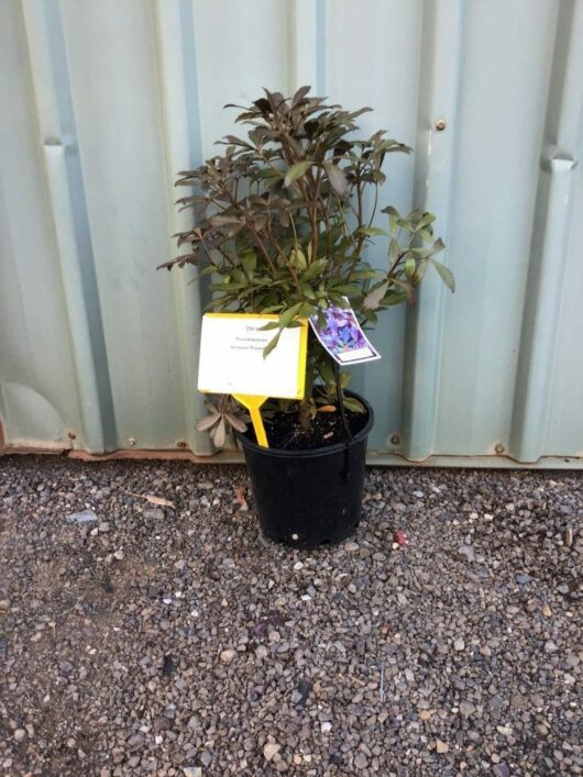 A Pseudopanax 'Coastal Purple 5 Finger' 8" Pot, with dark green leaves, is placed on a gravel surface in front of a corrugated metal wall. The potted plant features yellow and white tags attached to its stem.