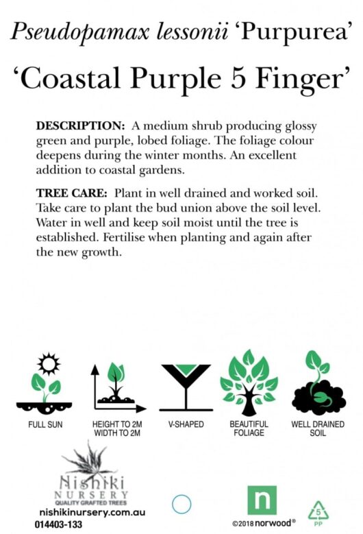 An informational poster for "Pseudopanax 'Coastal Purple 5 Finger' 8" Pot" detailing plant care, tree characteristics, and contact information for Nishiki Nursery including phone and website.