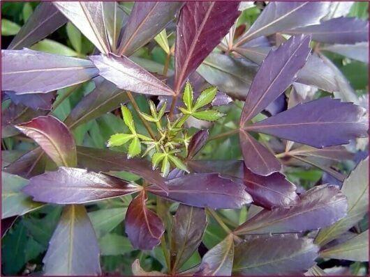 A close-up of a Pseudopanax 'Coastal Purple 5 Finger' 8" Pot, showcasing dark purple leaves with a few small, bright green leaves emerging from the center.