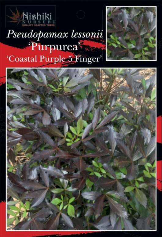 The image shows a plant tag from Nishiki Nursery. It identifies the plant as Pseudopanax 'Coastal Purple 5 Finger' 8" Pot, featuring dark purple, glossy leaves with a distinctive five-finger shape.