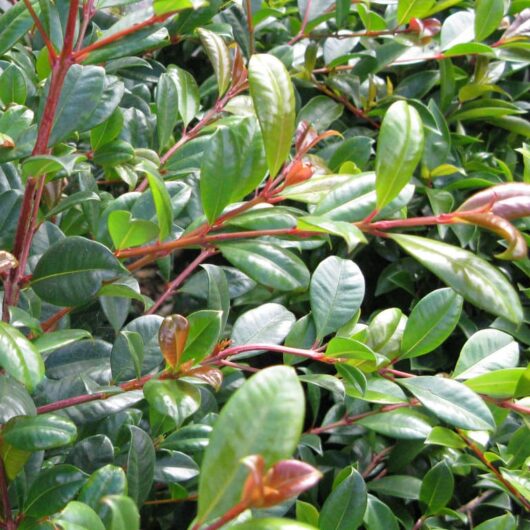 A close-up of a dense Syzygium 'Resilience' Lilly Pilly 100L shrub with green, elliptical leaves and reddish stems reflects the resilience of Syzygium species.