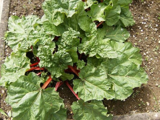 A Rhubarb 'Glaskins Perpetual' 6" Pot thrives in the garden, exhibiting large green leaves and reddish stalks, perfect for a 6" pot.