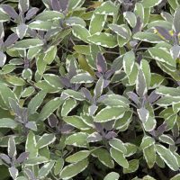 A close-up of green and purple Salvia 'Amistad' Sage leaves in a 6" pot, featuring white edges and densely filling the frame.