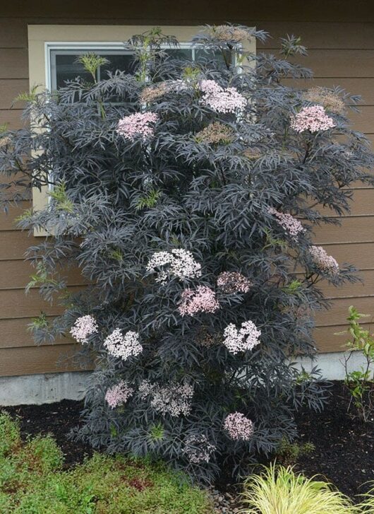 Sambucus 'Black Beauty®' Elderberry 8" Pot - Hello Hello Plants ...