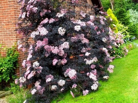 Sambucus 'Black Beauty®' Elderberry 8'' Pot - Hello Hello Plants ...