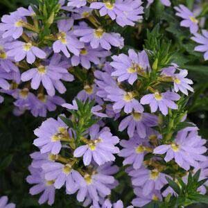 A cluster of light purple Scaevola Bondi™ 'Blue' flowers with yellow centers and green foliage, beautifully arranged in a 6" pot.