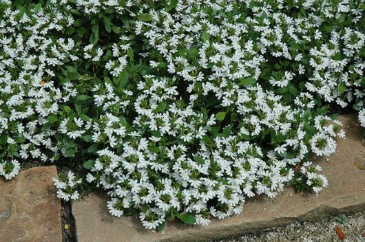 Ground covered with a dense cluster of small white daisies and green leaves, bordered by stone slabs, featuring Scaevola Bondi™ 'White' 6" Pot.