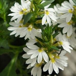 Close-up of Scaevola Bondi™ 'White' 6" Pot flowers with yellow centers and green foliage, flourishing beautifully.