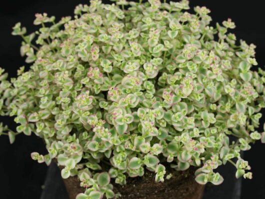 A cluster of small green and pink-tinged Sedum 'Little Missy Fairy Cushion' 6" Pot succulent plants growing in a brown pot against a black background.