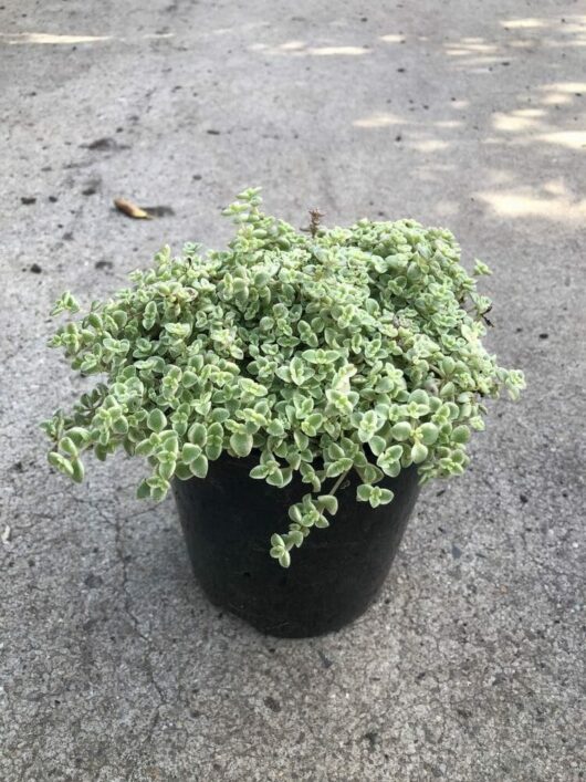 A small, green, leafy Sedum 'Little Missy Fairy Cushion' 6" Pot sitting on a concrete surface.