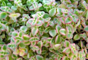 Close-up image of small green succulents with pink-edged leaves, resembling the delicate touch of a Sedum 'Little Missy Fairy Cushion' 6" Pot.