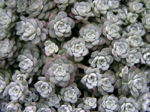 A close-up view of a dense cluster of small, tightly-packed, rosette-shaped Sedum Silver BLOB® 6" Pot plants with a grayish-green hue, elegantly presented in a 6" pot.