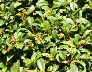 A close-up view of dense, green foliage with small, glossy leaves showing new light green and reddish growth, typical of the Syzygium 'Select Form' Lilly Pilly 6" Pot.