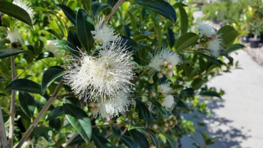 Close-up of white, fluffy, round flowers with long stamens on a leafy green Syzygium 'Select Form' Lilly Pilly 6" Pot, set against a garden background with a pathway.