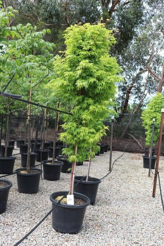 Acer 'Senkaki/Coral Bark' Japanese Maple 20" Pot