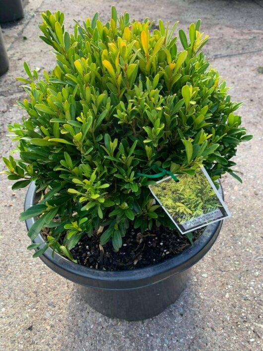 A potted boxwood shrub with green foliage and a plant tag attached, sitting on a concrete surface outdoors. This Buxus 'Shaggy Box' (Topiary Ball) 13" Pot, meticulously shaped into a topiary ball, adds a touch of elegance to any garden or patio setting.