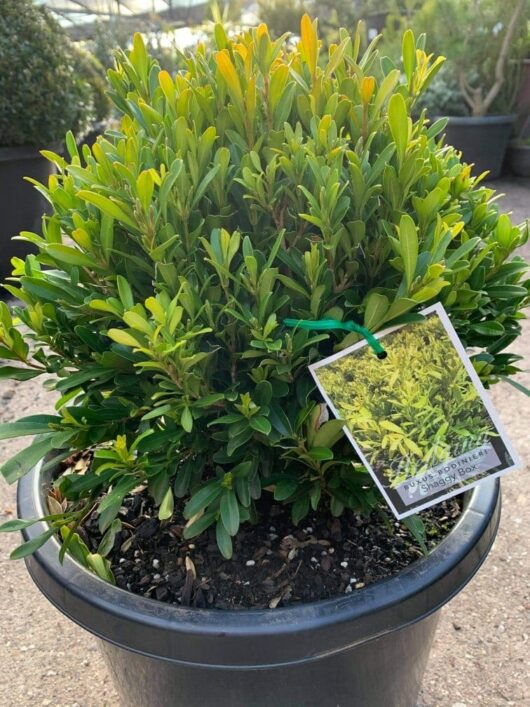 A potted shrub, reminiscent of a Buxus 'Shaggy Box' (Topiary Ball) 13" Pot, has a tag displaying an image and text hanging from one of its branches.