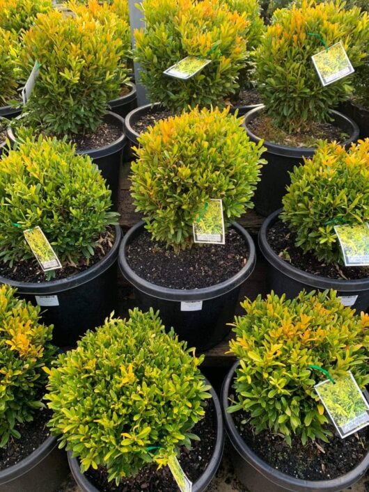 Several potted, round-shaped Buxus 'Shaggy Box' (Topiary Ball) 13" Pot plants with some yellowing leaves, each labeled with a tag, are arranged in rows on a greenhouse floor.