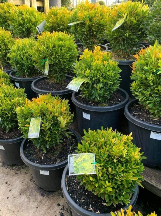 Several potted bush plants, including a striking Buxus 'Shaggy Box' (Topiary Ball) 13" Pot, are arranged closely together on a concrete surface, each with a plant tag.
