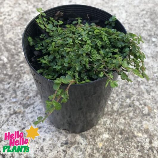 Soleirolia 'Baby's Tears' 3" Pot
