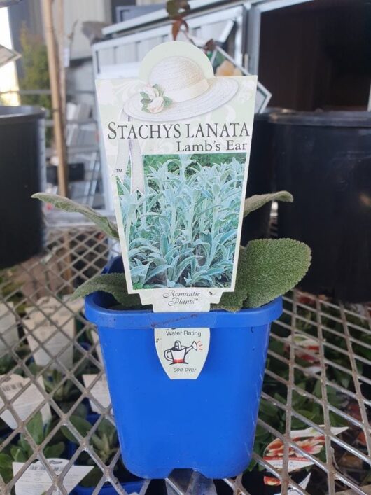 A Stachys 'Lambs Ears' 4" Pot sits on a wire shelf. The plant label features an image and name of the plant, with a water rating indicator attached to the pot.