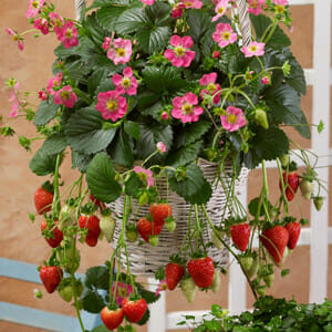 Hanging basket with lush green strawberry plant, Strawberry 'Fragoo Pink' 4'' Pot, featuring pink flowers and ripe red strawberries in a 4'' pot.