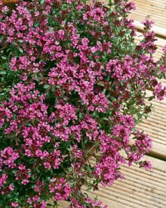 A close-up view of a Thymus 'Crimson Creeping Thyme' 6" Pot with numerous small, vibrant pink flowers, set against a background of wooden planks.