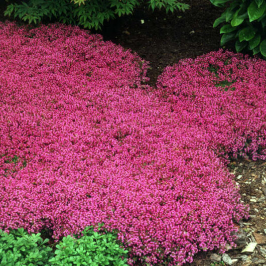 A dense cluster of Thymus 'Crimson Creeping Thyme' 6" Pot showcases its pink flowering groundcover, bordered by lush green foliage and soil.