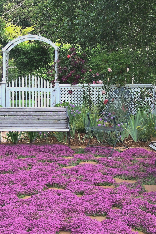 Thymus 'Red Creeping Thyme' 6'' Pot Hello Hello Plants & Garden Supplies
