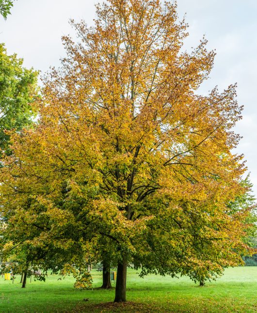 A large Tilia cordata 'Linden Tree' with green and yellow leaves stands in a grassy park with scattered trees in the background under a cloudy sky.