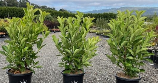 Three Viburnum odoratissimum 'Awabuki' 13" Pot plants in black pots in a gravel lot.