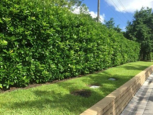 A neatly maintained green hedge of Viburnum 'Awabuki' borders a well-trimmed grassy lawn, with a stone retaining wall on the right side and bright blue sky in the background.