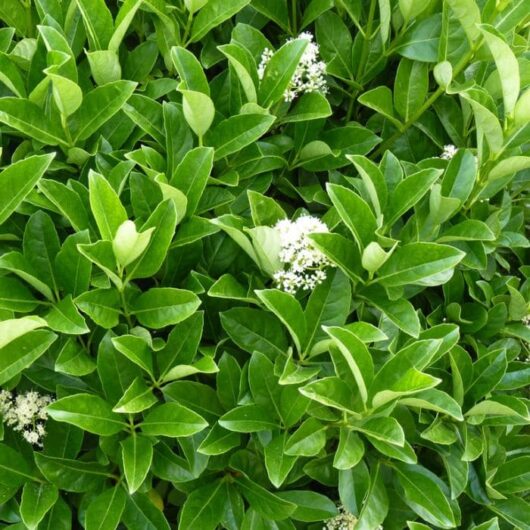 Lush green Viburnum 'Awabuki' shrub with glossy leaves and small white flowers in bloom.