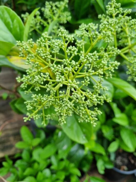 Viburnum odoratissimum 'Sweet'