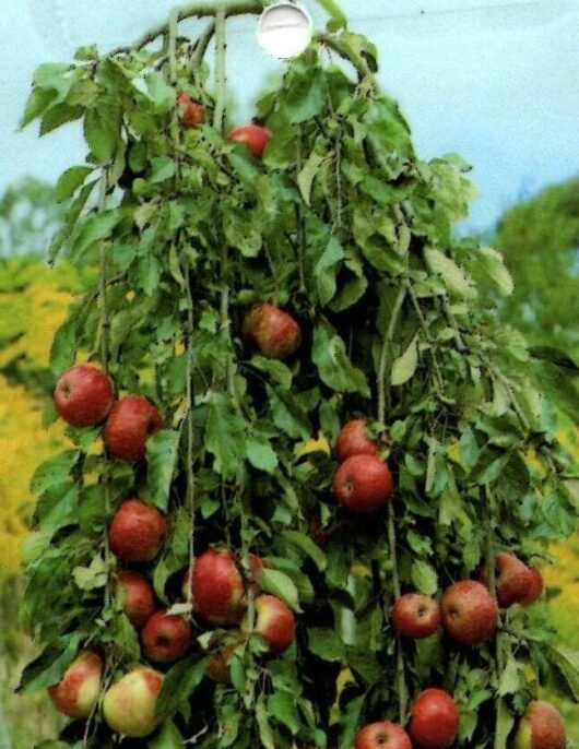 Malus 'Wandin Pride' Weeping Apple 16" Pot