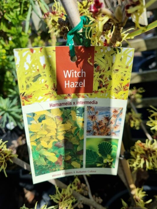 Hamamelis 'Witch Hazel' Yellow 13" Pot