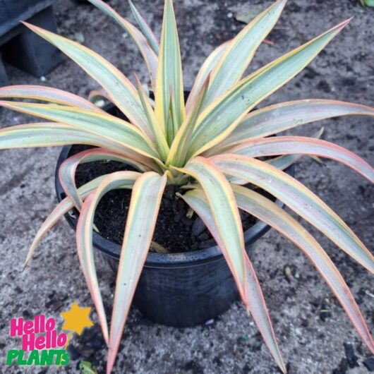 Yucca 'Citrus Twist' 8" Pot