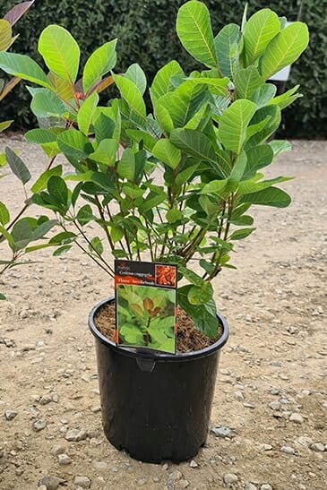 cotinus coggyria obovatus Flame Smoke Bush 8inch