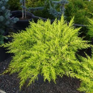 A dense, bright green Cupressus 'Golden Halo' 8" Pot is placed outdoors on a gravel surface, surrounded by other potted plants, creating a golden halo of vibrant greenery.